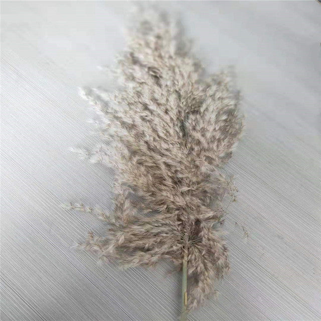 Dried Pampas Grass(15 Different Styles)