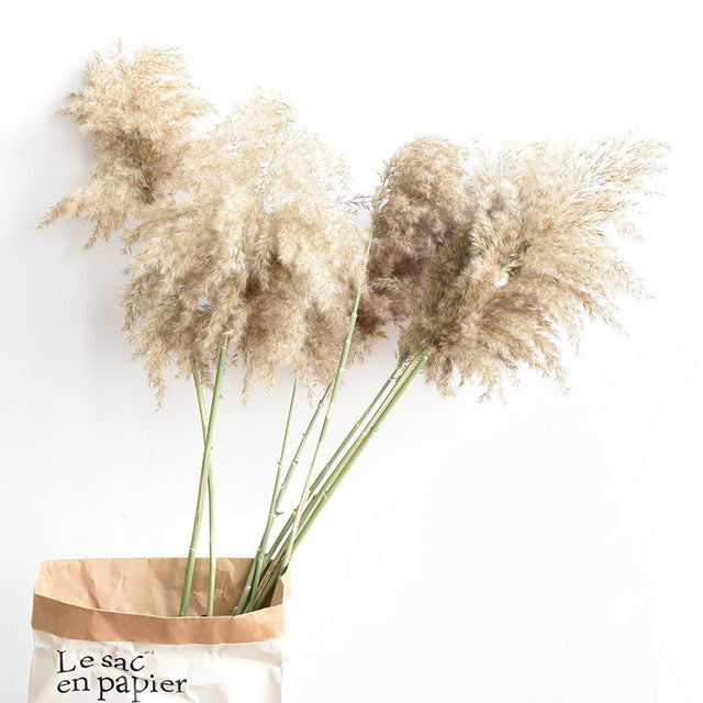 Dried Pampas Grass(15 Different Styles)