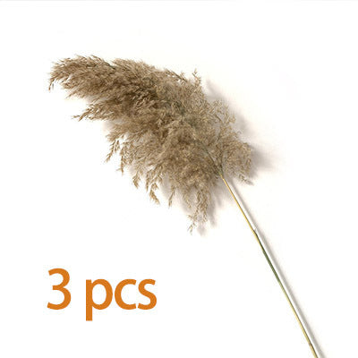 Dried Pampas Grass(15 Different Styles)