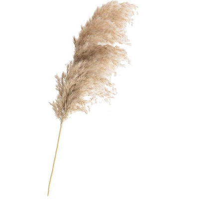 Dried Pampas Grass(15 Different Styles)