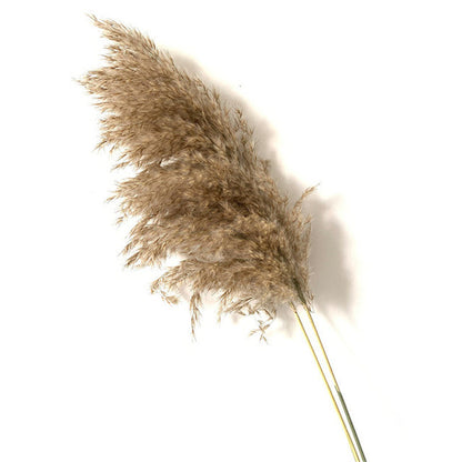 Dried Pampas Grass(15 Different Styles)